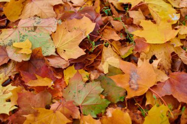 Sonbahar renk akçaağaç yaprakları arka planda grup sonbahar portakal yaprakları olarak ayrılır. Açık hava..