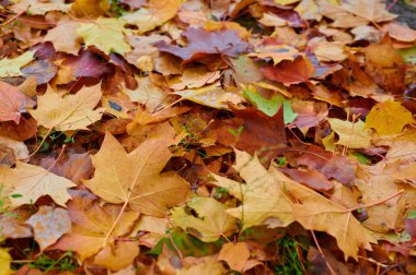 Sonbahar renk akçaağaç yaprakları arka planda grup sonbahar portakal yaprakları olarak ayrılır. Açık hava..