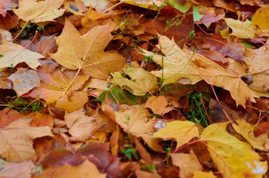 Sonbahar renk akçaağaç yaprakları arka planda grup sonbahar portakal yaprakları olarak ayrılır. Açık hava..
