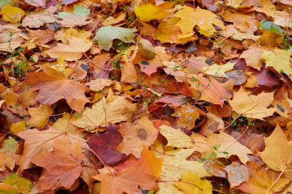 Sonbahar renk akçaağaç yaprakları arka planda grup sonbahar portakal yaprakları olarak ayrılır. Açık hava..