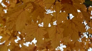 Sonbahar renk akçaağaç yaprakları arka plan Grubu sonbahar portakal yaprakları olarak ayrılır. Açık hava..