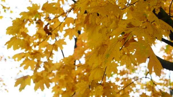 Autunno Foglie Acero Colore Come Sfondo Gruppo Autunno Foglie Arancio — Video Stock