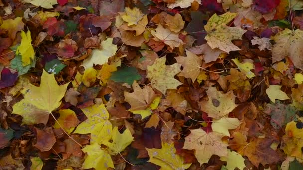 Podzimní Barevný Javor Listy Jako Pozadí Skupina Podzimní Oranžové Listy — Stock video