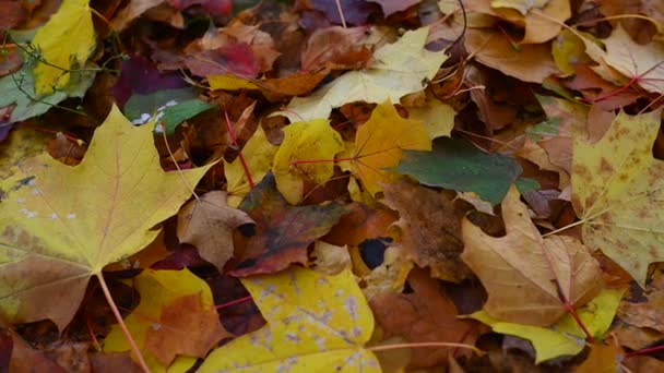 秋の紅葉背景としてカエデの葉群秋のオレンジの葉 — ストック動画