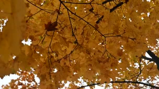 가을의 단풍나무 무리를 이루어 가을의 오렌지 옥외에서 — 비디오