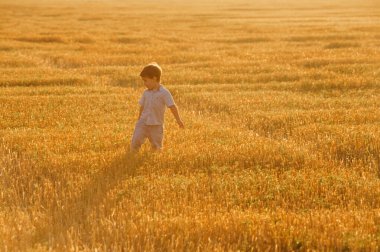 Yazın batan güneşin sıcacık ışınlarında tarlada oynayan duygusal küçük sevimli çocuk. Çocukluk kavramı.