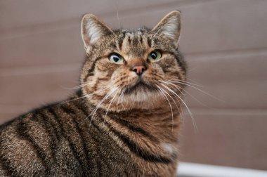 Etrafa bakan bir kedinin yakın portresi. Güzel kedi bakışı.