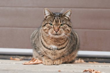 Etrafa bakan bir kedinin yakın portresi. Güzel kedi bakışı.