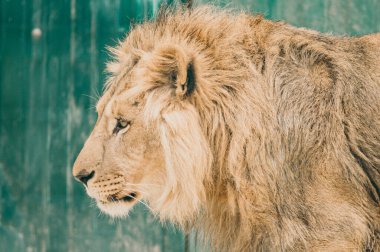 Afrika erkek aslanının vesikalığı. Hayvanların kralı. Uzayı kopyala.. 