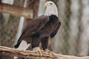 Kel Kartal, Haliaeetus leucocephalus portresi. Boşluğu kopyala. 