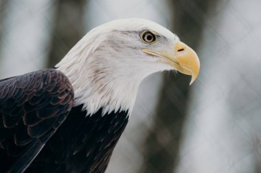 Kel Kartal, Haliaeetus leucocephalus portresi. Boşluğu kopyala. 