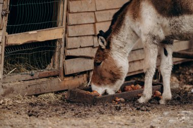 Kiang or Wild Ass, Equus kiang. Copy space. 
