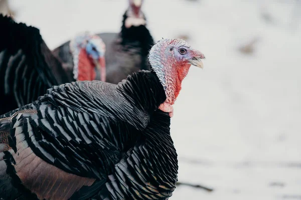 Close-up of a male domestic turkey. Copy space.