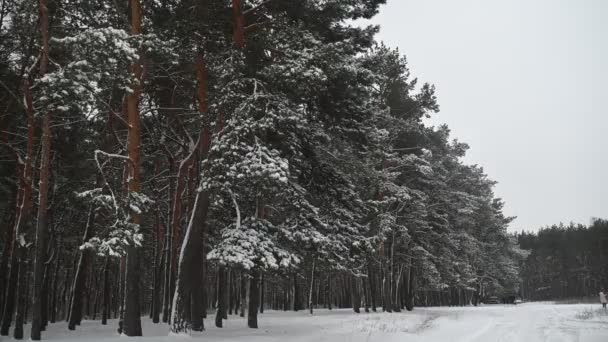 Śnieg Pada Parku Śnieg Jodłach Gałęzie Lesie Pogoda Lesie Niewielkie — Wideo stockowe