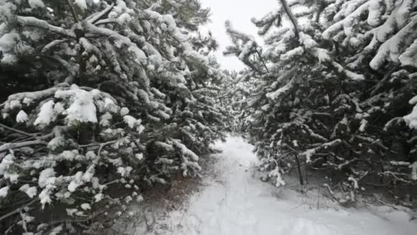 雪が公園に降っている 森の中のモミの木の枝に雪 森の天気 — ストック動画