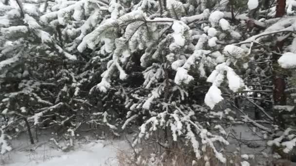 Sneeuw Valt Het Park Sneeuw Dennenbomen Takken Een Bos Het — Stockvideo