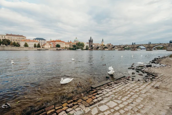 Łabędzie Nad Wełtawą Pradze Podróżowanie Czechach — Zdjęcie stockowe