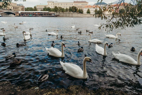 Schwäne Auf Der Moldau Prag Reisen Der Tschechischen Republik — Stockfoto