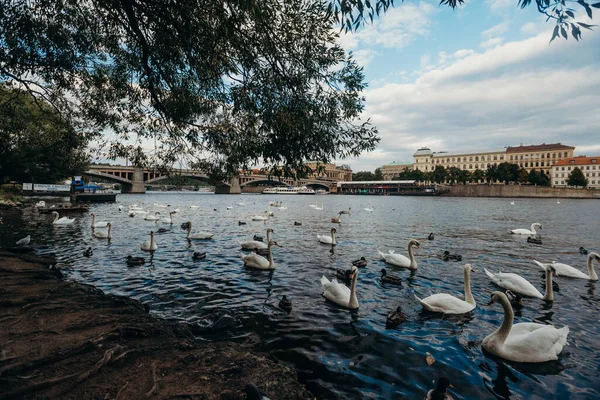 Prag Vltava Nehrinde Kuğular Çek Cumhuriyeti Nde Seyahat — Stok fotoğraf