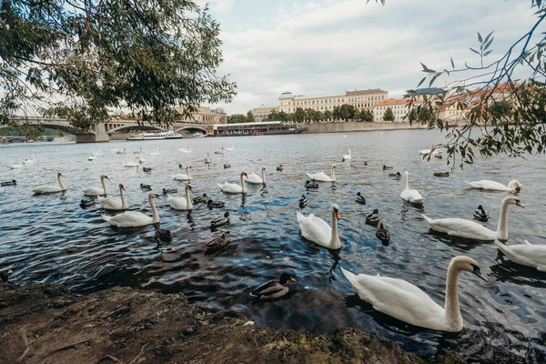Cisnes Rio Vltava Praga Viajar República Checa — Fotografia de Stock