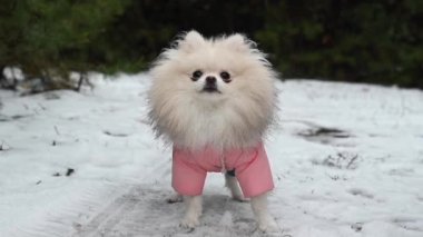 Parktaki güzel pofuduk beyaz köpek portresi. Kendine güven, bir köpekle erkek arasındaki aşk, yumuşak odaklanma.