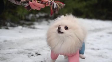 Parktaki güzel pofuduk beyaz köpek portresi. Kendine güven, bir köpekle erkek arasındaki aşk, yumuşak odaklanma.