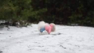 Parktaki güzel pofuduk beyaz köpek portresi. Kendine güven, bir köpekle erkek arasındaki aşk, yumuşak odaklanma.