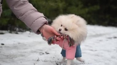 Parktaki güzel pofuduk beyaz köpek portresi. Kendine güven, bir köpekle erkek arasındaki aşk, yumuşak odaklanma.