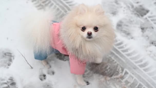 Portrait Beautiful Fluffy White Spitz Dog Park Confidence Love Dog — Stock Video