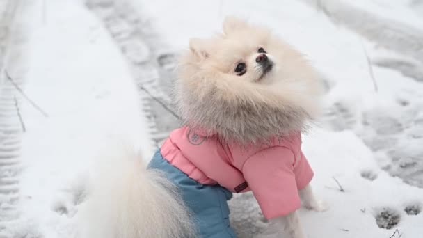 公园里美丽的毛茸茸的白色飞溅犬的肖像 狗与人之间的爱 柔和的焦点 — 图库视频影像