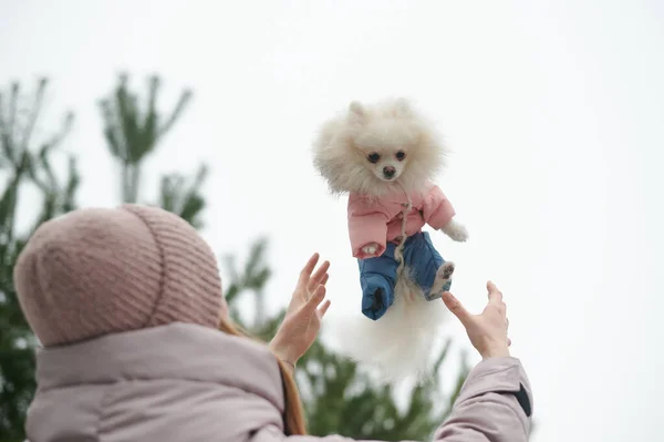 Outdoor travel with dog. Happy moments with pets.  Woman holds happy pet dog pomeranian spitz. Silver bracelet on hand. Spending time with lovely white fluffy puppy.