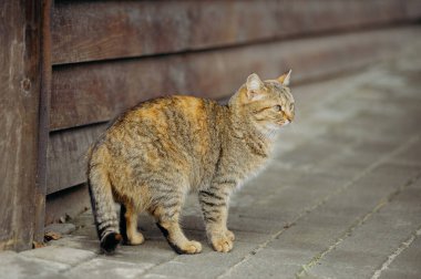 Sokaktaki kedi. Ev hayvanı.