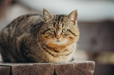 Sokaktaki kedi. Ev hayvanı.