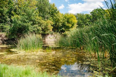 Donbass. Luhansk bölgesi. Aidar Nehri