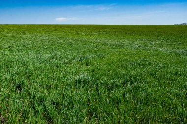 Yeşil tarıma elverişli arazi, tarla sürme ve ekin yetiştirme kapasitesine sahip geçici tarım ekinlerinin altındaki topraktır..