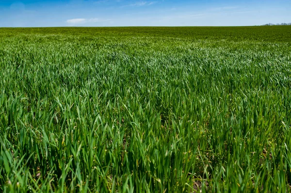 Green arable land is the land under temporary agricultural crops capable of being ploughed and used to grow crops.
