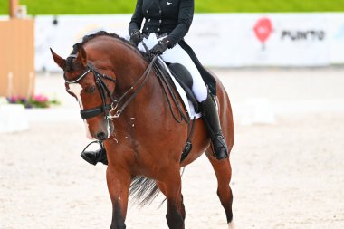 Kharkiv, Ukrayna - 4 Haziran 2021: Fei Dressage Dünya Kupası Kharkiv 2021
