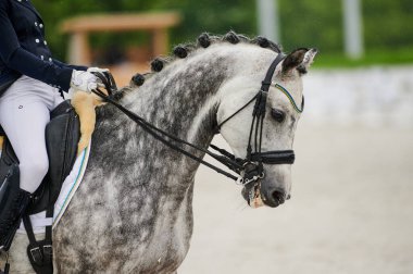 Kharkiv, Ukrayna - 5 Haziran 2021: FEI Dressage Dünya Kupası Kharkiv 2021