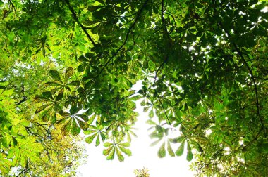 The branches of a chestnut trees. Tree of sweet eatable chestnut in latin Castanea Sativa. Landscape with a pure bright mood in green tonality. Nature background.