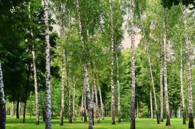 Birch trees on the green grass. Landscape with a pure bright mood in green tonality. Nature background.