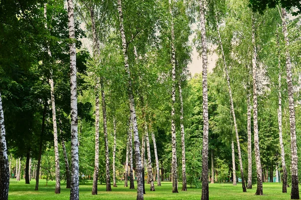 Birch Trees Green Grass Landscape Pure Bright Mood Green Tonality — Stock Photo, Image
