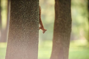 Parktaki güzel, komik bir sincap. Bir sincap ve şehir manzarası. 