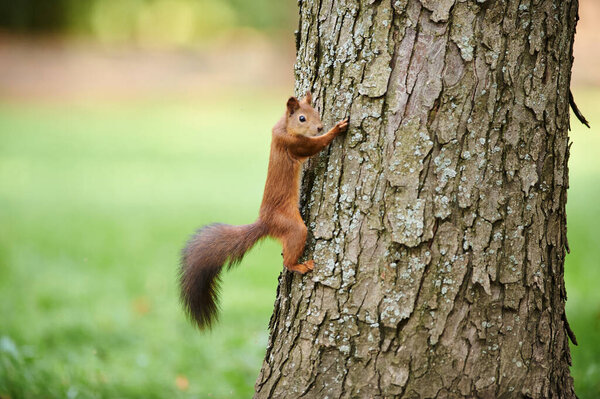 A beautiful funny squirrel in the park. A squirrel and city urban landscape.