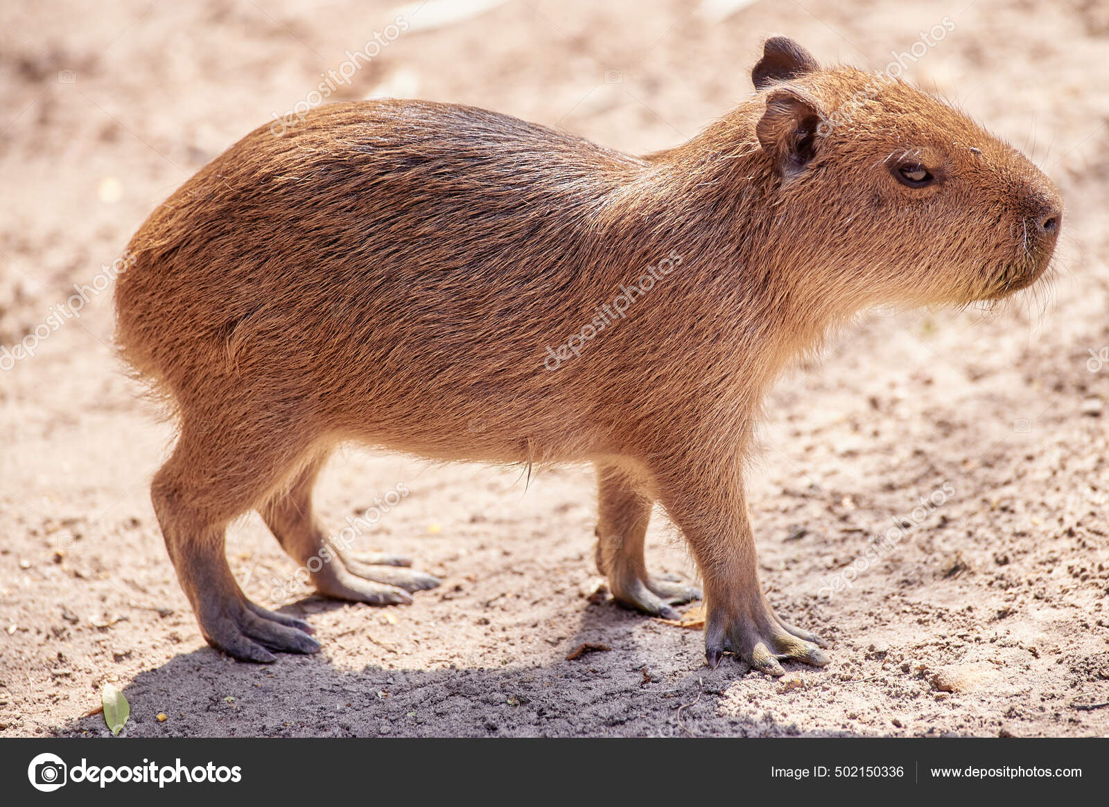 Carpincho - Capybara  Capivara, Capivaras, Ilustração