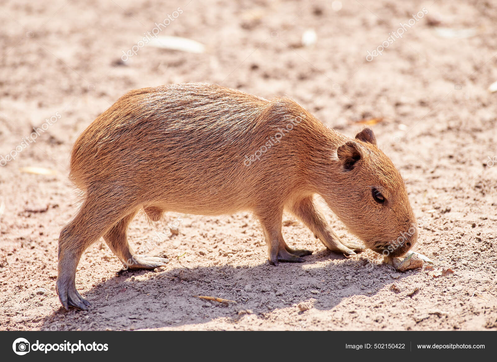 babythree 1000％ V2 カピバラ オイル目 かわいい口 カピバラにラマ