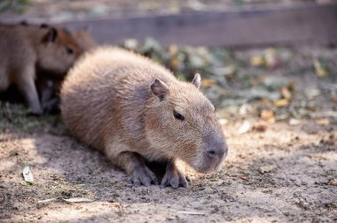 Parktaki güzel, komik bir Capybara memelisi. Şirin yüz Hydrochoerus hydrochaeris hayvan portresi. Yakından.  