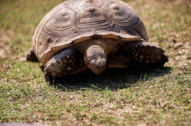 Karasal dürtülmüş kaplumbağa. Geochelone sulcata.