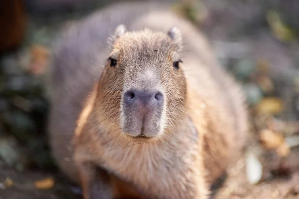 Fundo Rosto De Capivara De Perto Fundo, Capivara ♂ Rosto Frontal, Foto  Fotografia Hd, Olho Imagem de plano de fundo para download gratuito