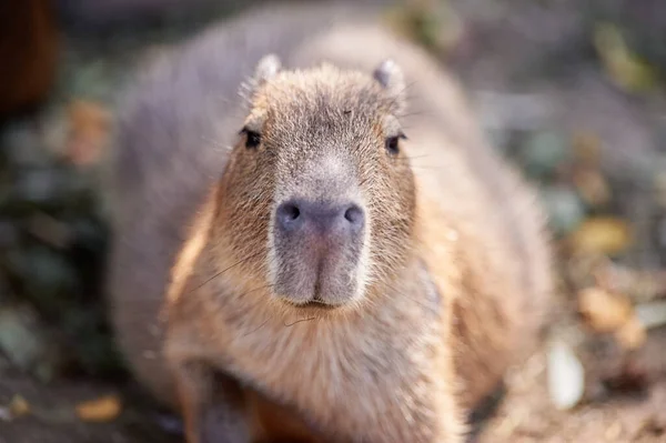 Egy Gyönyörű Vicces Capybara Emlős Parkban Aranyos Arc Hydrochoerus Hydrochaeris — Stock Fotó