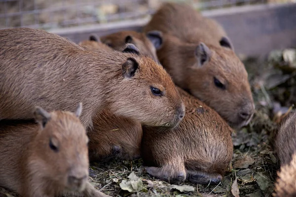 A beautiful funny capybara mammal in the park. Cute face Hydrochoerus hydrochaeris animal portrait close up. Family capybara.